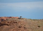 Steppebuizerd (Steppe buzzard)(buteo buteo vulpinus) - Bayanzag 19-08-2016 (4)